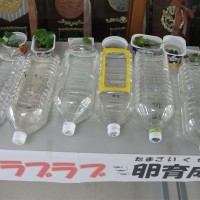 5年生のメダカが次々と卵を産んでいます 萩間小学校